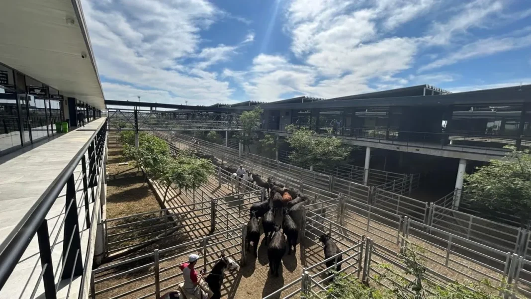 Vista general del Mercado Agroganadero de Cañuelas con animales en los corrales