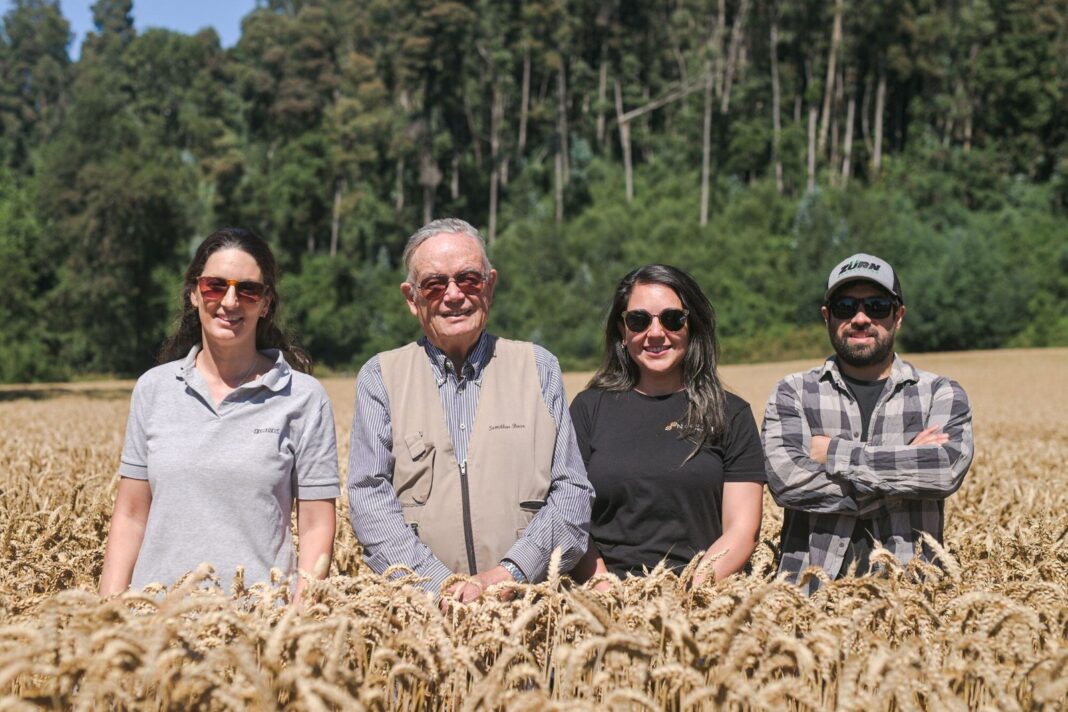 Trigo editado genéticamente con alto contenido de fibra desarrollado por Neocrop y Buck Semillas