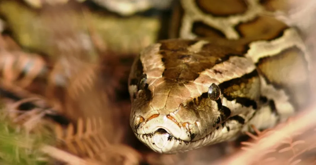 Pitón birmana hembra en un nido dentro de un tubo de concreto en Florida