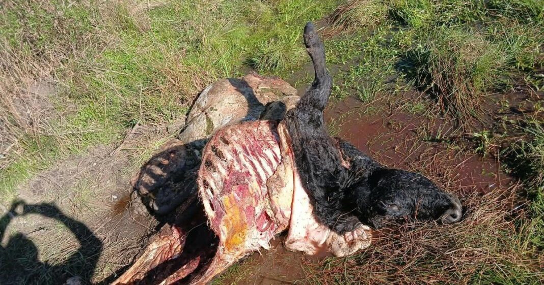 Vacunos en un campo de la provincia de Entre Ríos