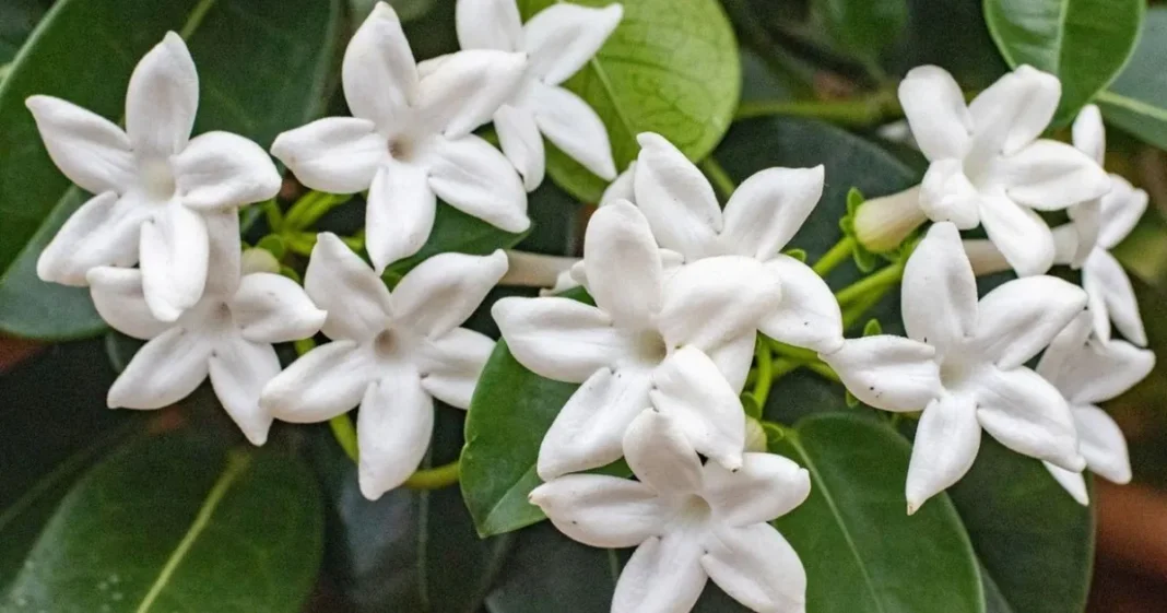 Planta de jazmín con flores blancas en un balcón durante la primavera