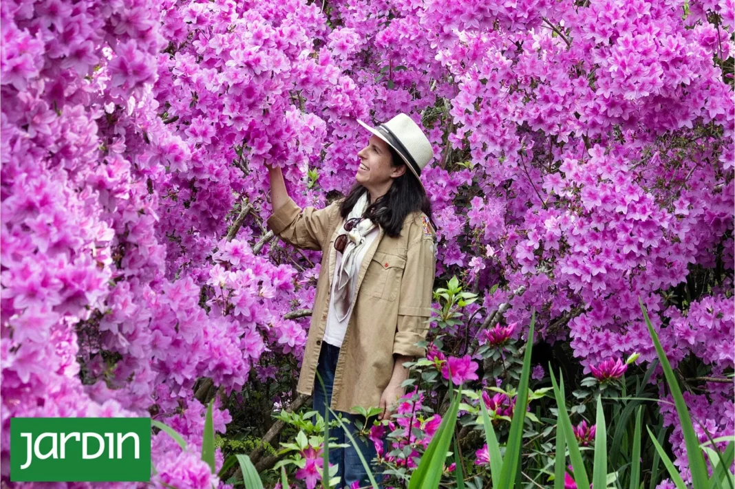 Flores de rododendro en tonos rojos, rosados y blancos en un paisaje de montaña
