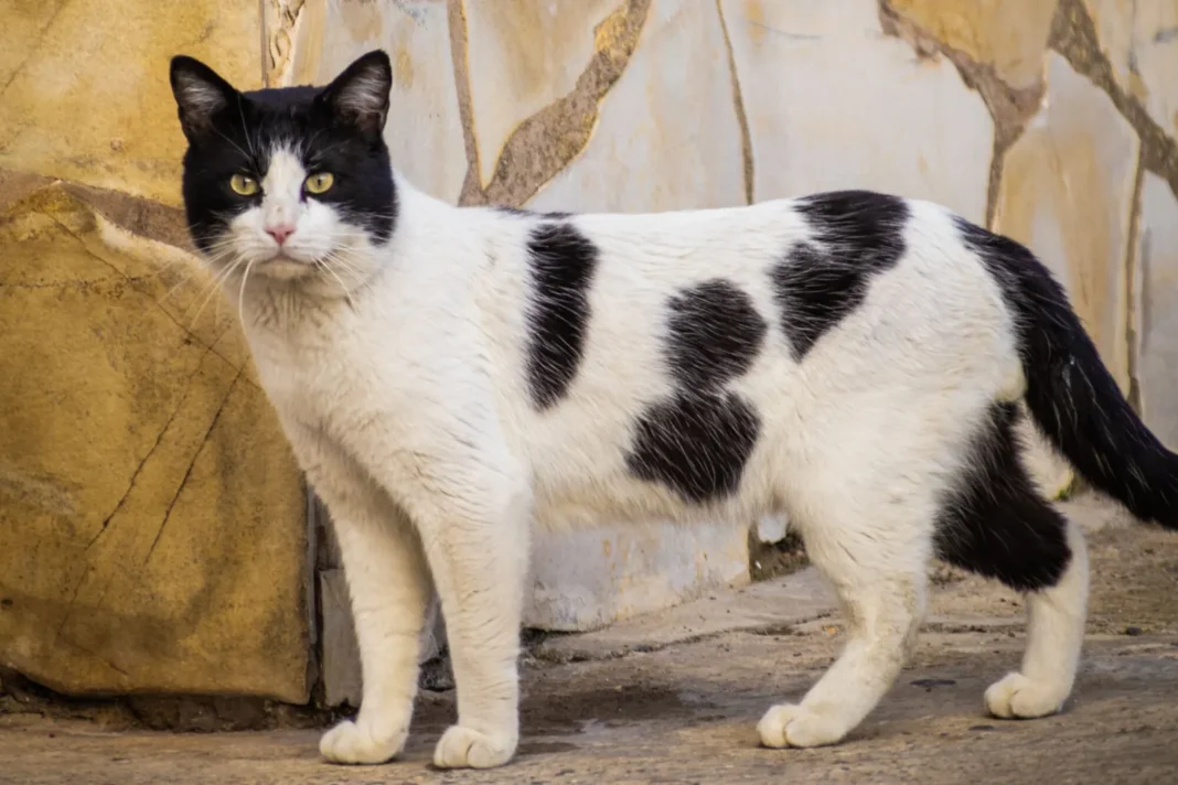 Gato doméstico frotando su cabeza contra la pierna de una persona